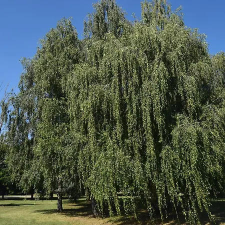 Al Salice Tranquillita Nel Verde Via Amendola 24